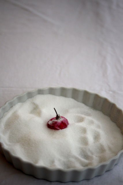 Zuckerblüten Zuckerblüten | IMG_6787.jpg