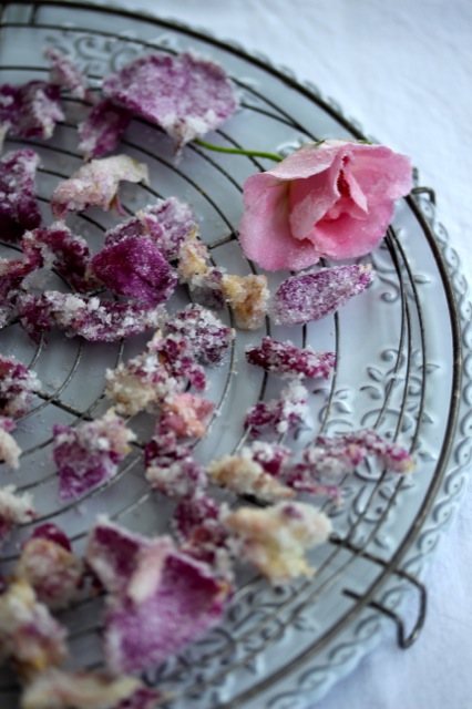 Zuckerblüten Zuckerblüten | IMG_6822.jpg