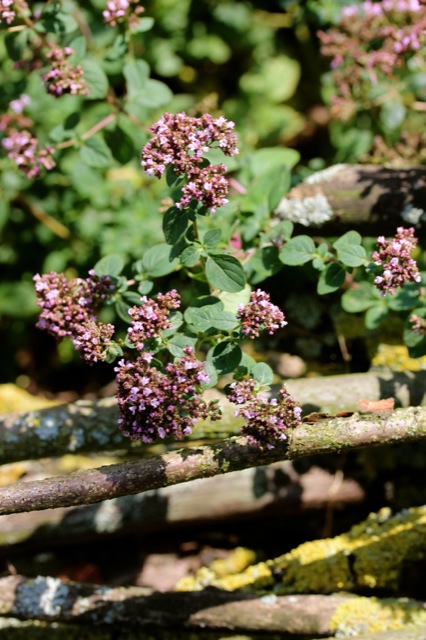 Kräuterrolle mit Blüten aus dem Küchengarten | IMG_0954.JPG