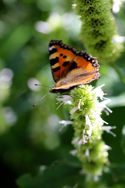 Kräuterrolle mit Blüten aus dem Küchengarten Kräuterrolle mit Blüten aus dem Küchengarten | IMG_0977.jpg