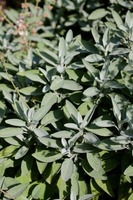 Kräuterrolle mit Blüten aus dem Küchengarten Kräuterrolle mit Blüten aus dem Küchengarten | IMG_1007.jpg