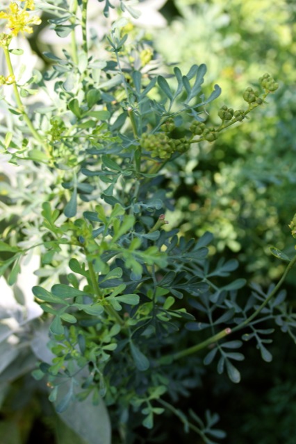 Kräuterrolle mit Blüten aus dem Küchengarten Kräuterrolle mit Blüten aus dem Küchengarten | IMG_1018.jpg