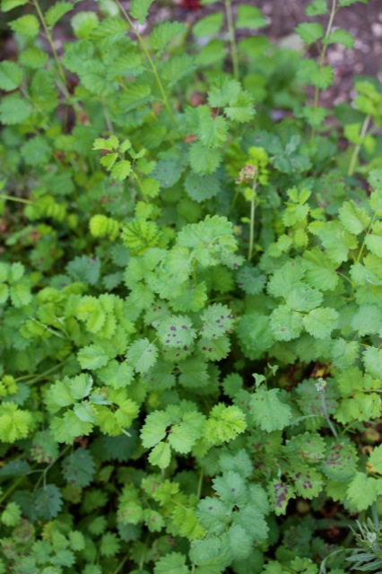 Kräuterrolle mit Blüten aus dem Küchengarten Kräuterrolle mit Blüten aus dem Küchengarten | IMG_1024.jpg