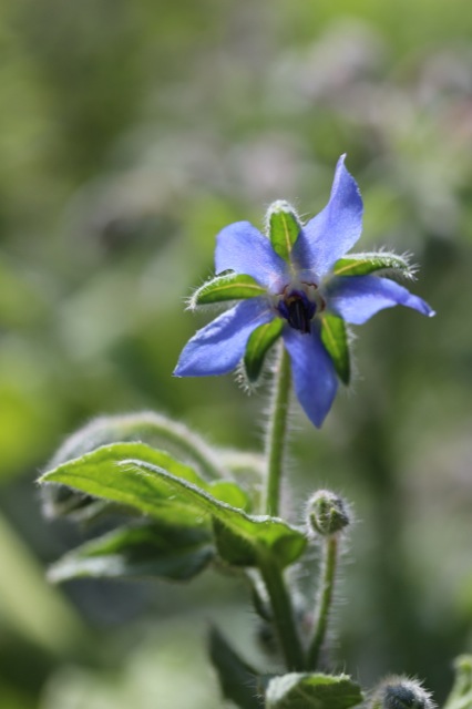 Kräuterrolle mit Blüten aus dem Küchengarten Kräuterrolle mit Blüten aus dem Küchengarten | IMG_1047.jpg