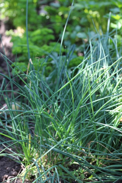 Kräuterrolle mit Blüten aus dem Küchengarten Kräuterrolle mit Blüten aus dem Küchengarten | IMG_1055.jpg