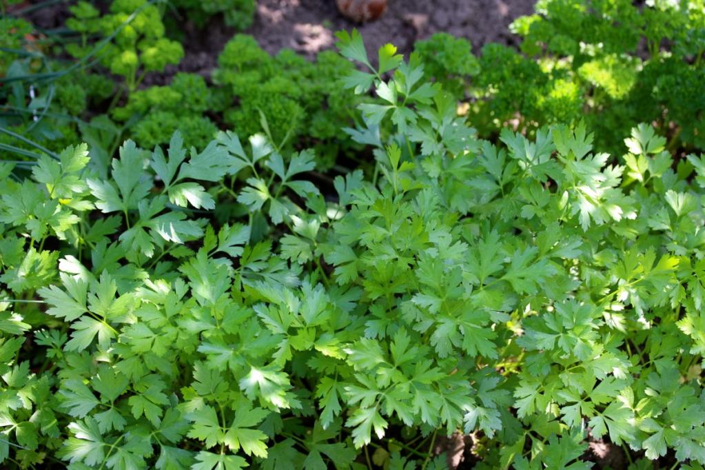Kräuterrolle mit Blüten aus dem Küchengarten | IMG_1005%20Kopie%202.JPG