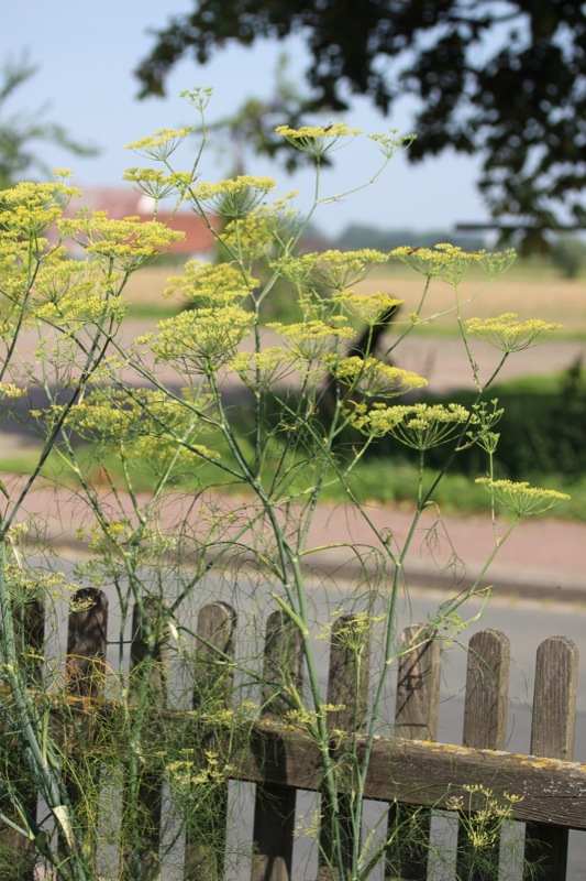 Kräuterrolle mit Blüten aus dem Küchengarten Kräuterrolle mit Blüten aus dem Küchengarten | IMG_1020.jpg