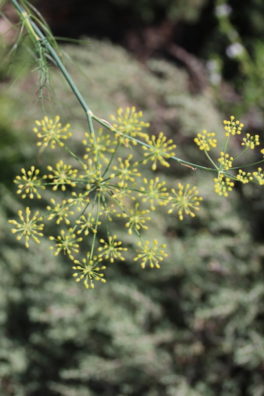 Kräuterrolle mit Blüten aus dem Küchengarten Kräuterrolle mit Blüten aus dem Küchengarten | IMG_1063.jpg