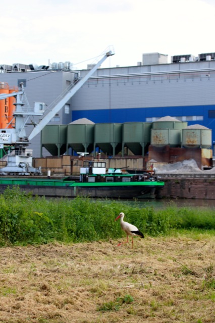 Holunderblütengelee Holunderblütengelee | storch.jpg
