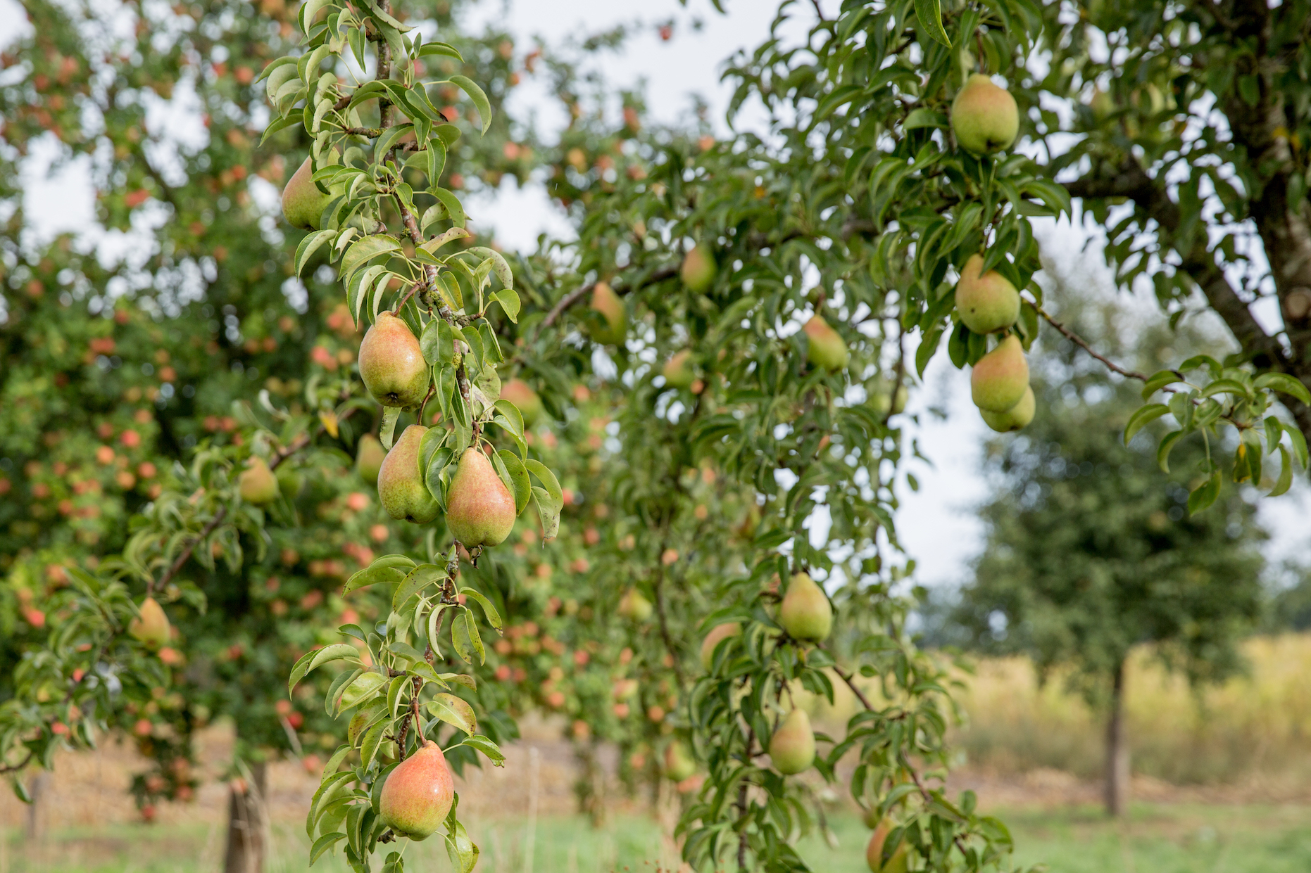 Birnen, Bohnen & Speck Birnen, Bohnen & Speck | K85B2993.jpg