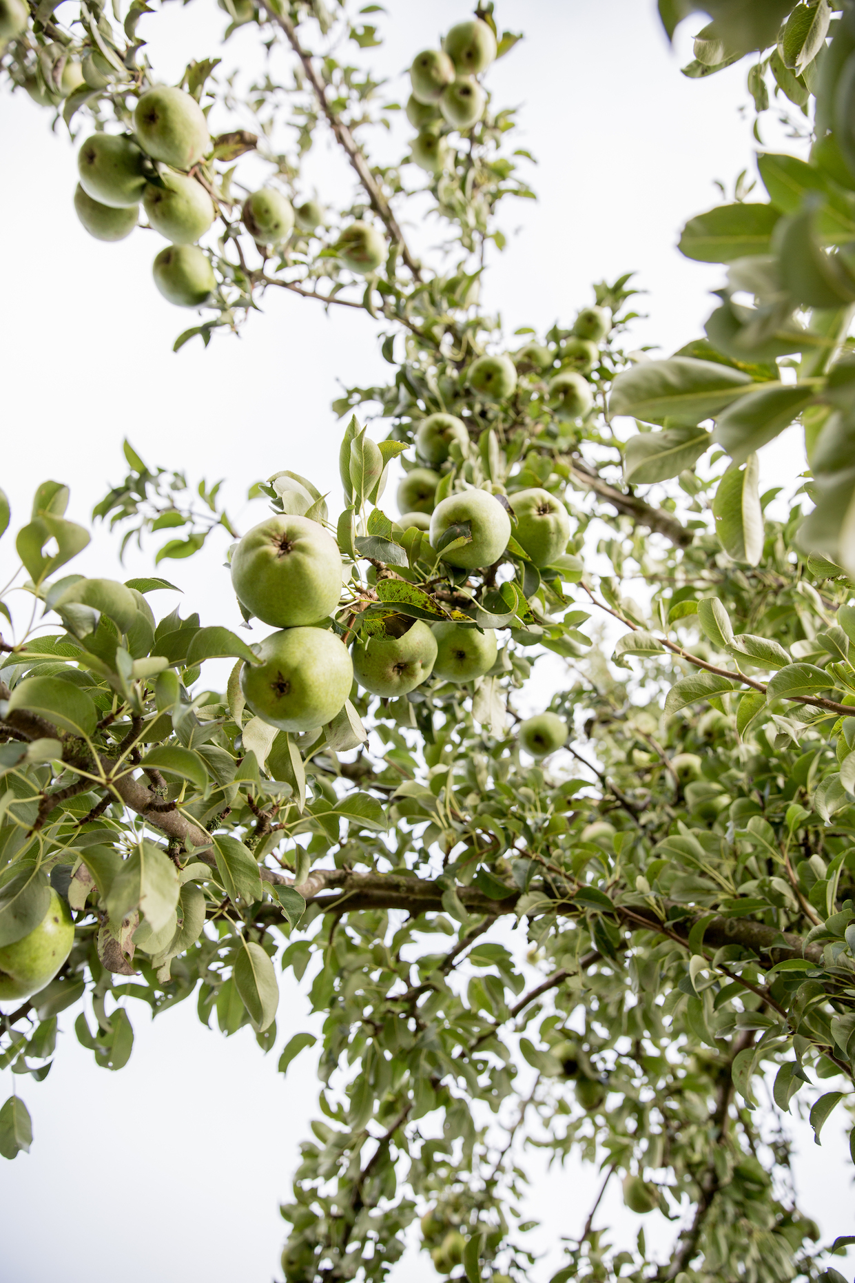 Birnen, Bohnen & Speck Birnen, Bohnen & Speck | K85B3031.jpg