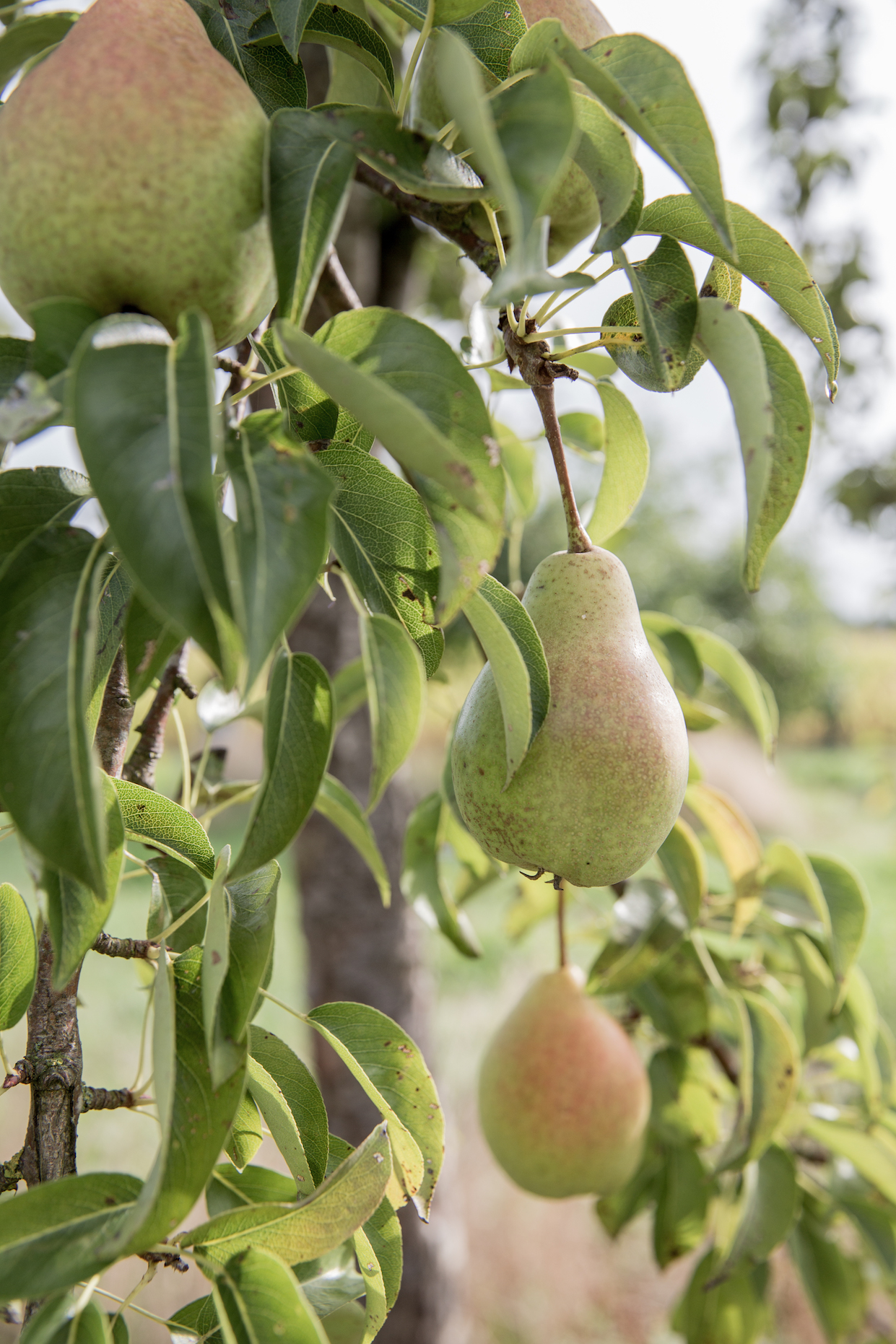 Birnen, Bohnen & Speck Birnen, Bohnen & Speck | K85B3050.jpg