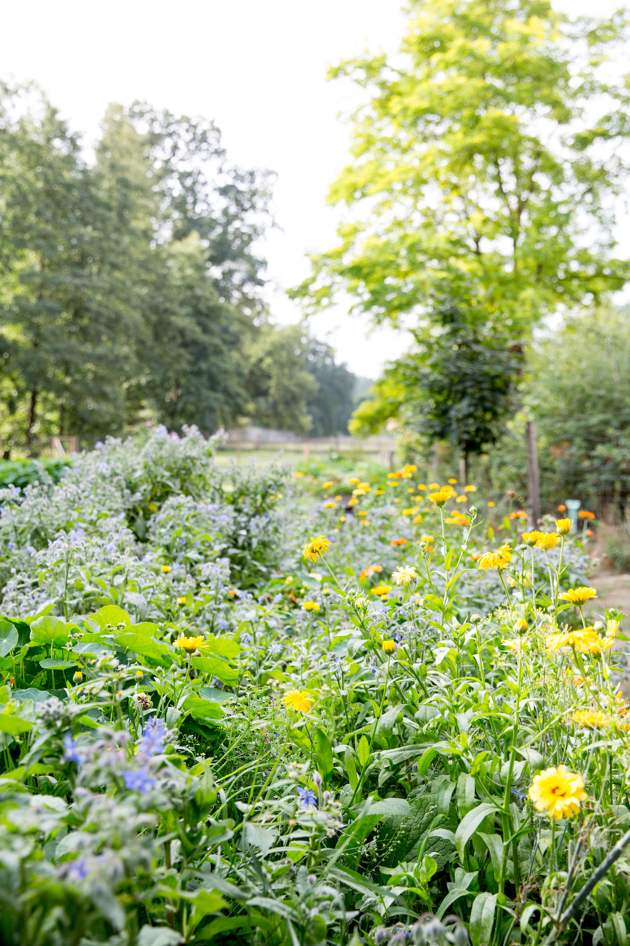 Kartoffelsuppe mit karamellisiertem Apfel und Petersilienschmand | K85B1807.jpg