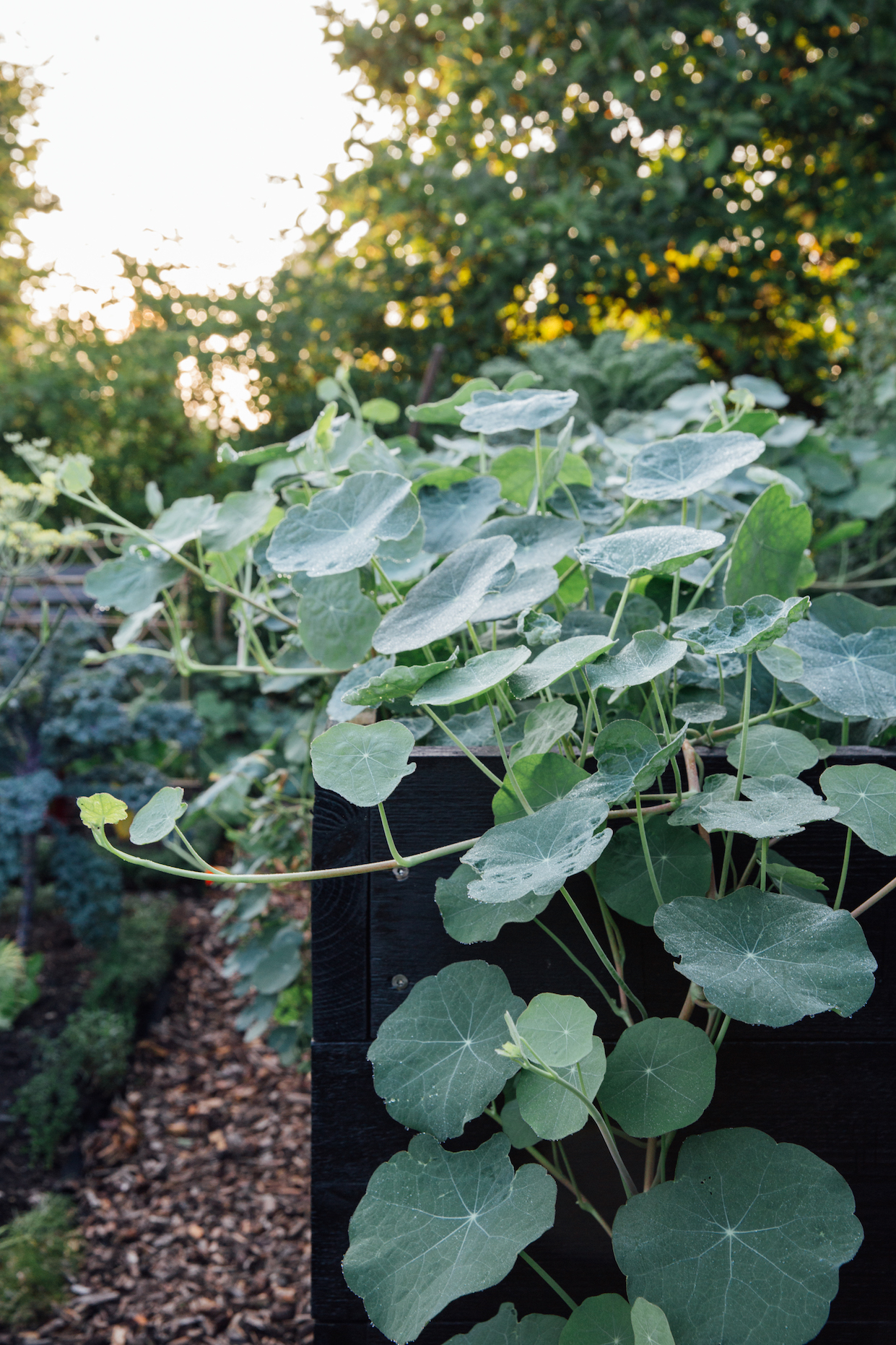 Rotes Sauerkraut Rotes Sauerkraut | K85B4357.jpg